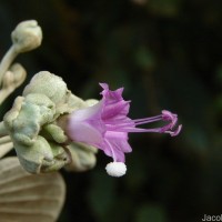 Argyreia osyrensis (Roth) Choisy